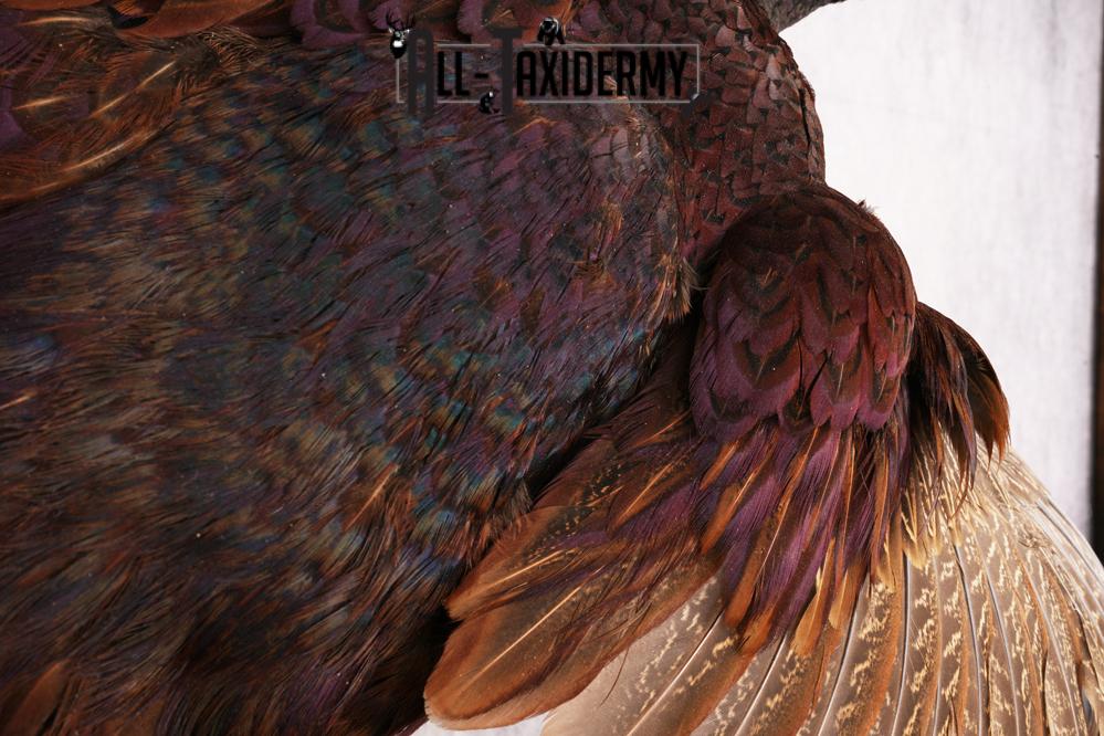 Black Pheasant SKU 3233 - Image 2