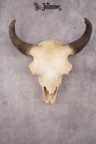 Bison Skull SKU 3245