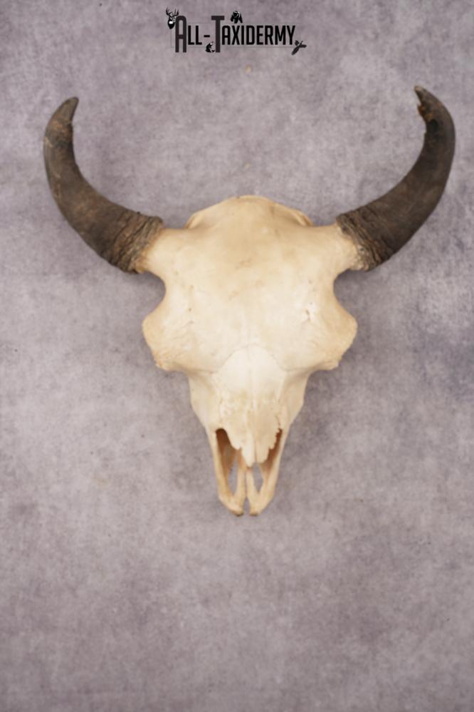 Bison Skull SKU 3245