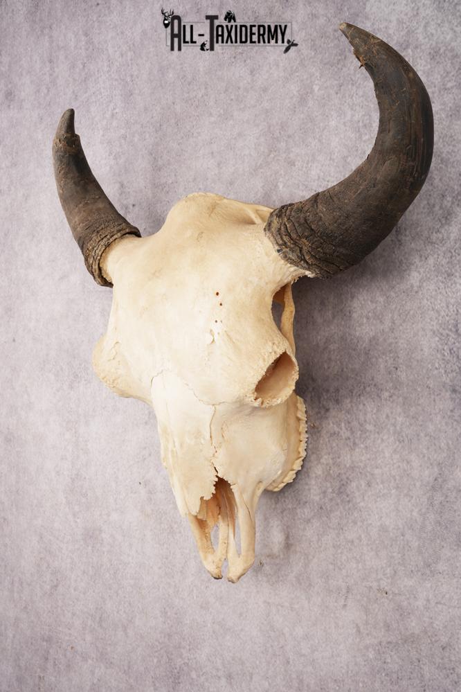 Bison Skull SKU 3245 - Image 8