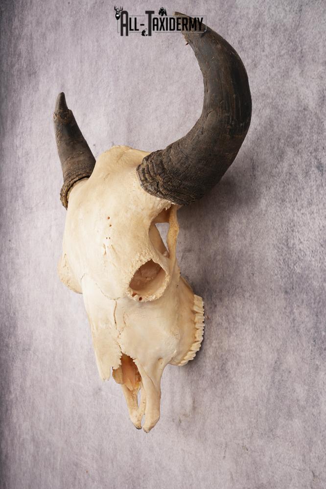 Bison Skull SKU 3245 - Image 7