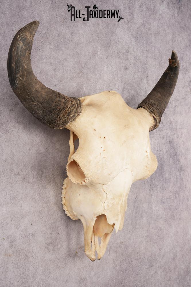 Bison Skull SKU 3245 - Image 6