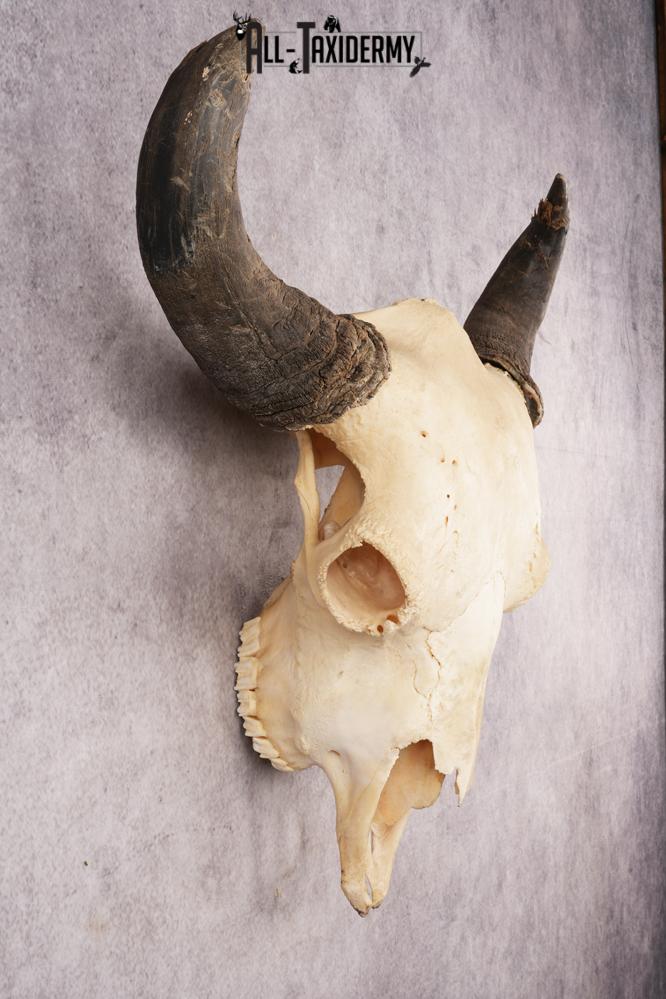 Bison Skull SKU 3245 - Image 5