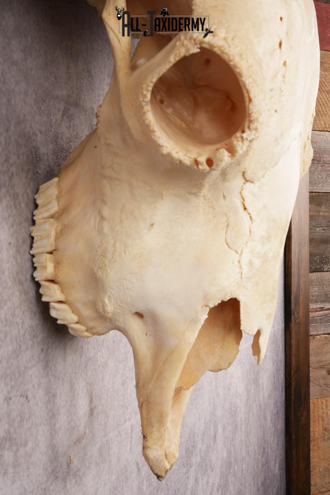 Bison Skull SKU 3245 - Image 4