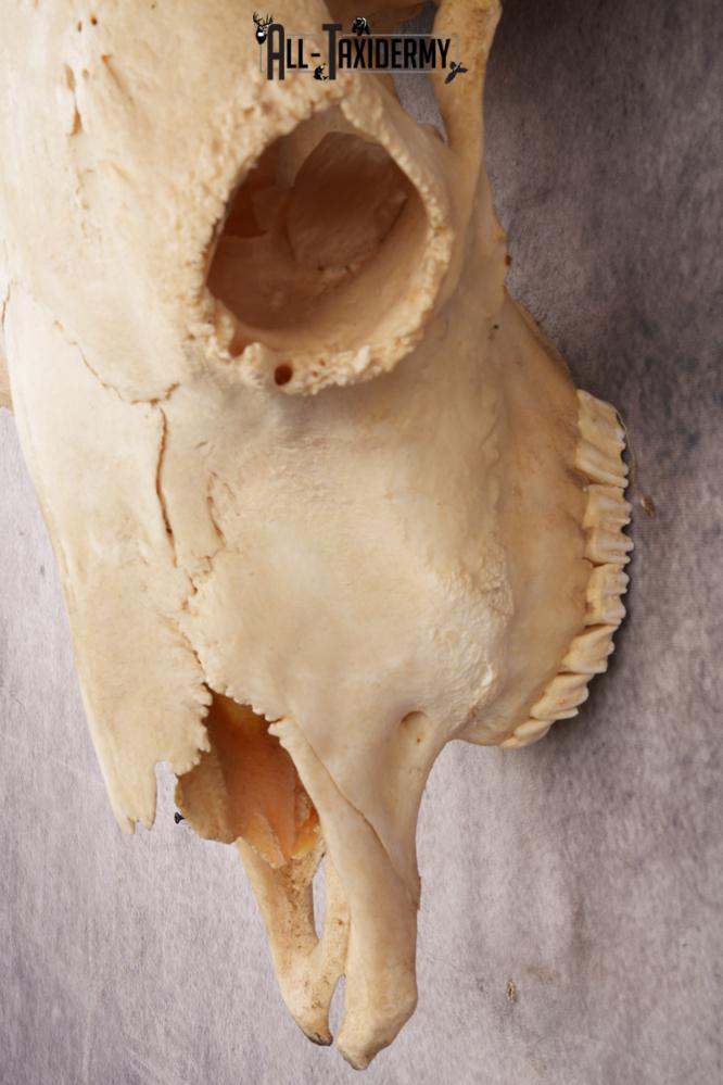 Bison Skull SKU 3245 - Image 3