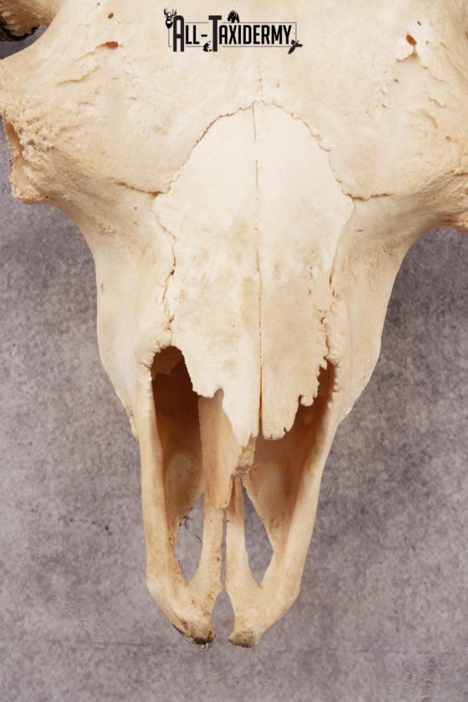 Bison Skull SKU 3245 - Image 2