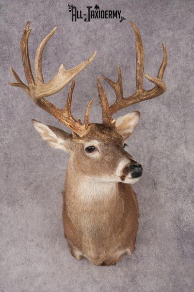 Whitetail Deer SKU 3242