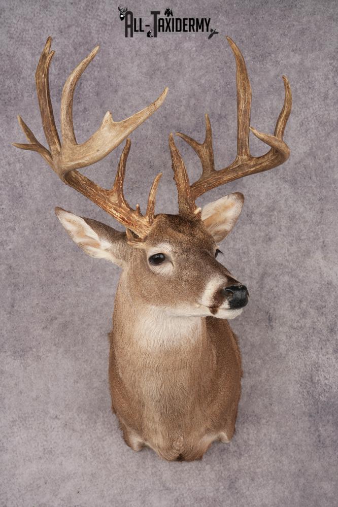 Whitetail Deer SKU 3242