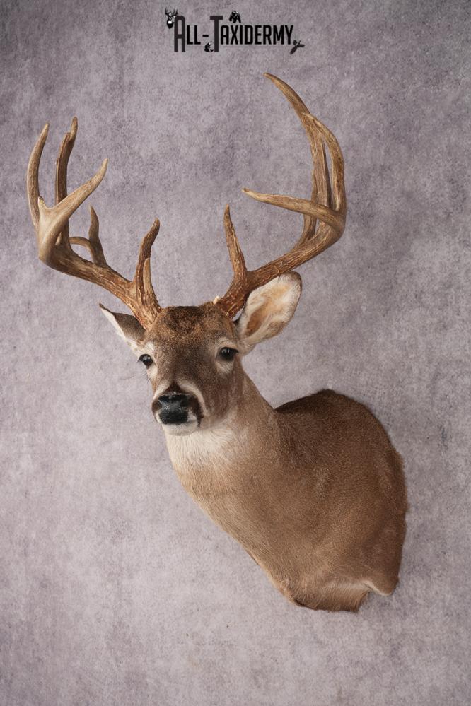 Whitetail Deer SKU 3242 - Image 9