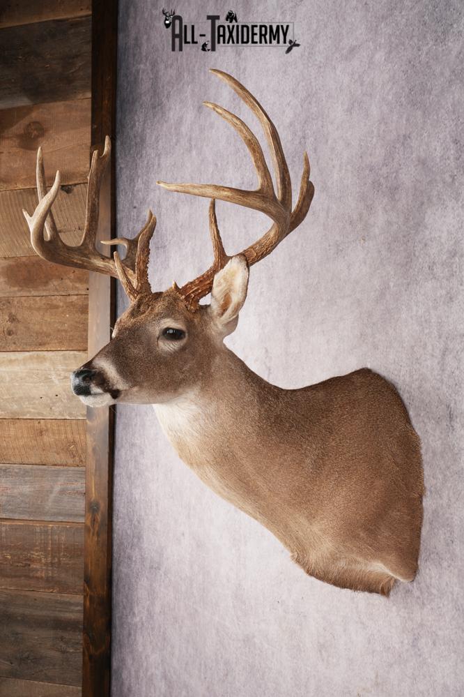 Whitetail Deer SKU 3242 - Image 8