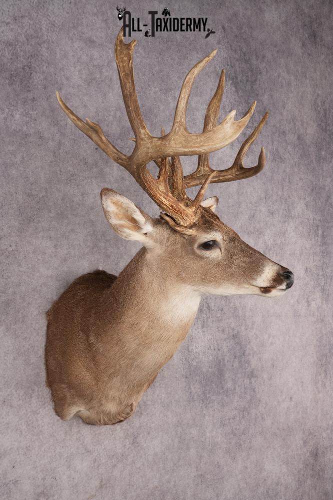 Whitetail Deer SKU 3242 - Image 7