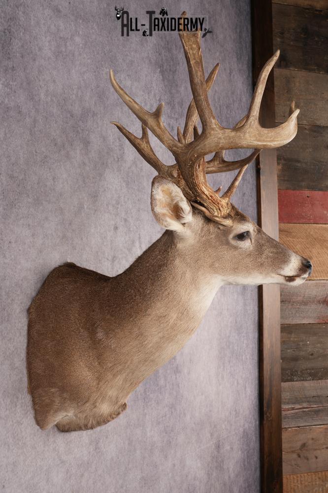 Whitetail Deer SKU 3242 - Image 6