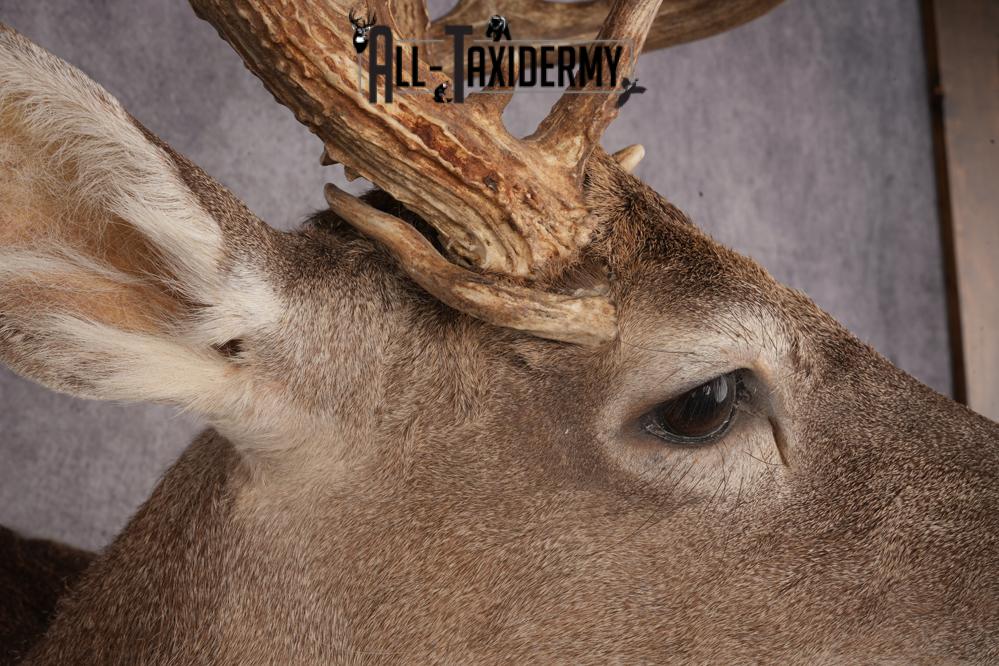 Whitetail Deer SKU 3242 - Image 5