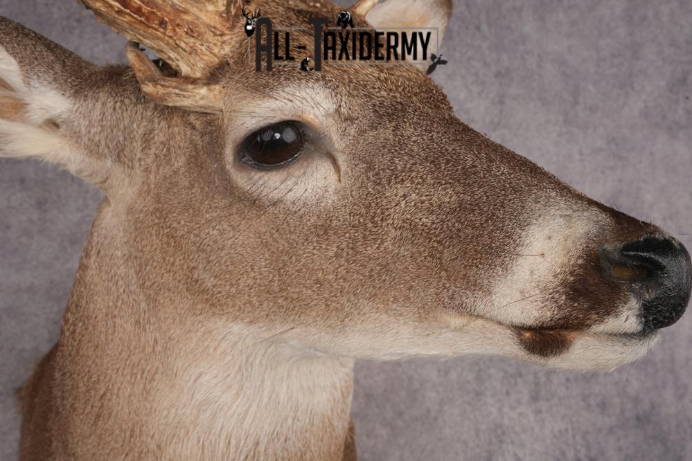Whitetail Deer SKU 3242 - Image 4
