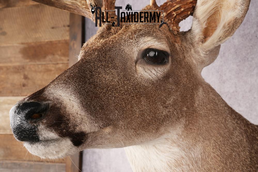 Whitetail Deer SKU 3242 - Image 3