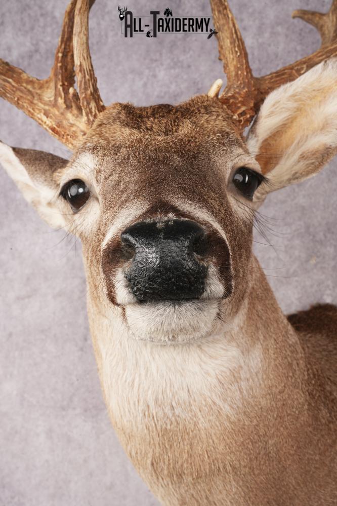 Whitetail Deer SKU 3242 - Image 2