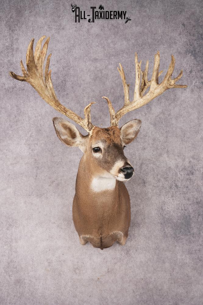Whitetail Deer SKU 3235