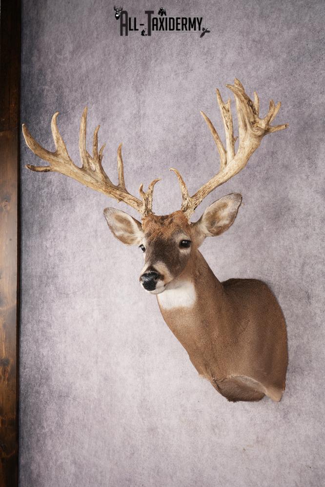 Whitetail Deer SKU 3235 - Image 8