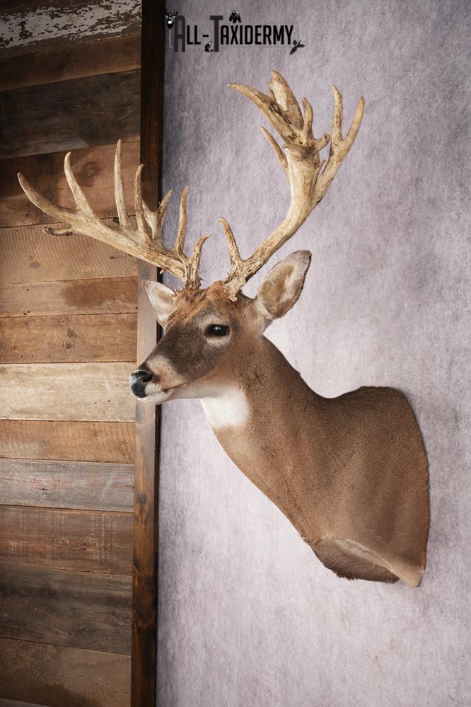 Whitetail Deer SKU 3235 - Image 7