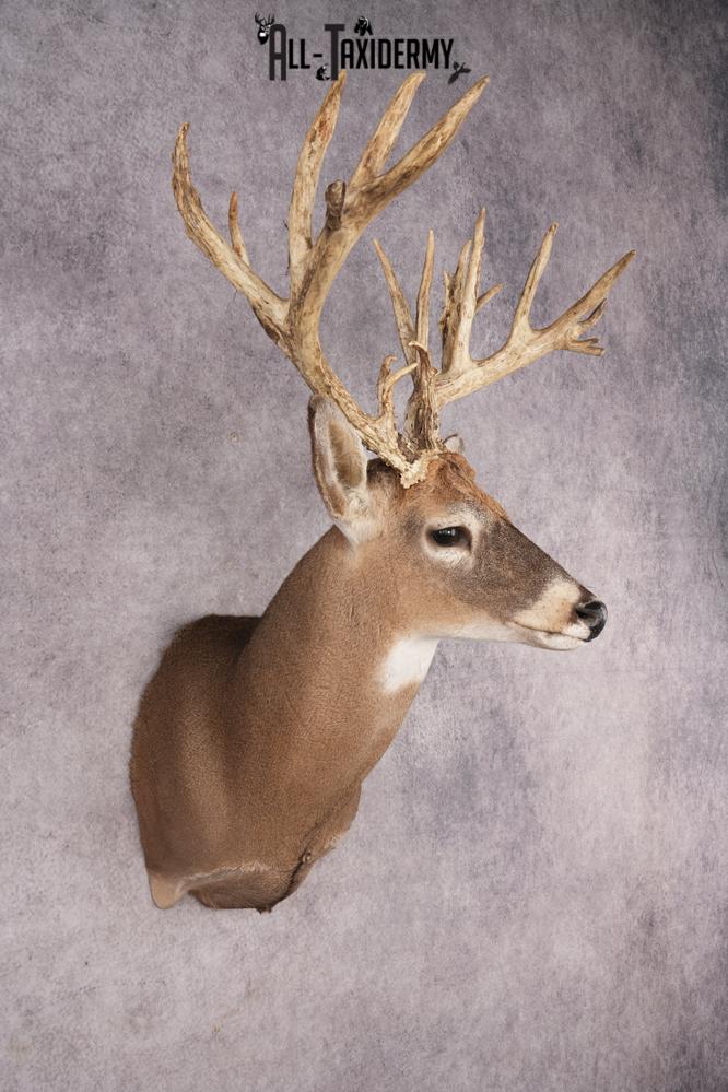 Whitetail Deer SKU 3235 - Image 6