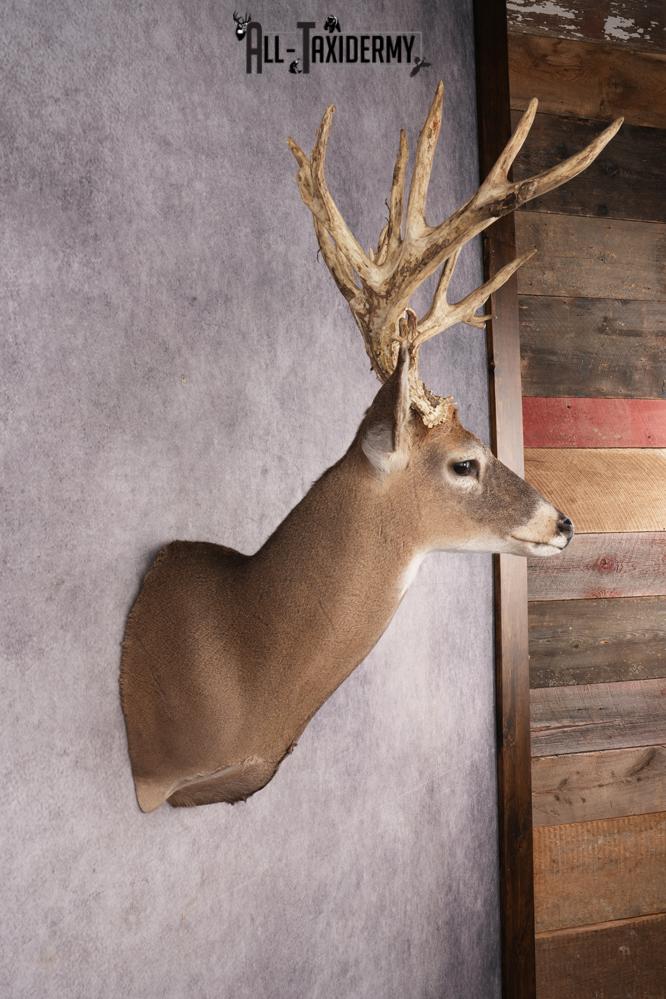 Whitetail Deer SKU 3235 - Image 5