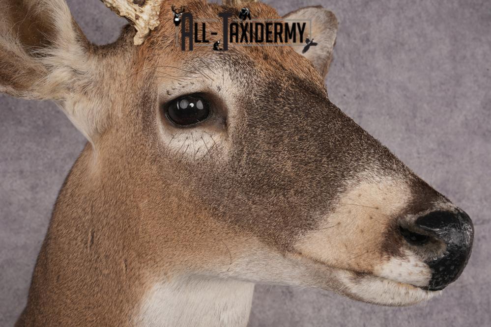 Whitetail Deer SKU 3235 - Image 4