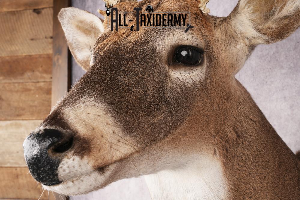 Whitetail Deer SKU 3235 - Image 3