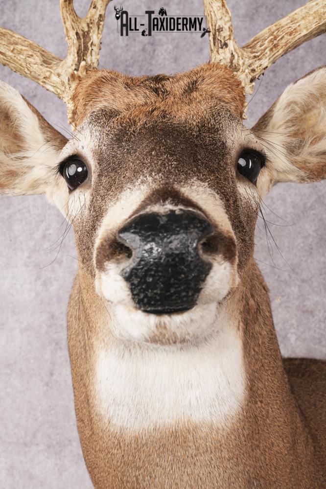Whitetail Deer SKU 3235 - Image 2