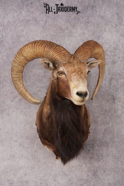 Mouflon Sheep SKU 3237