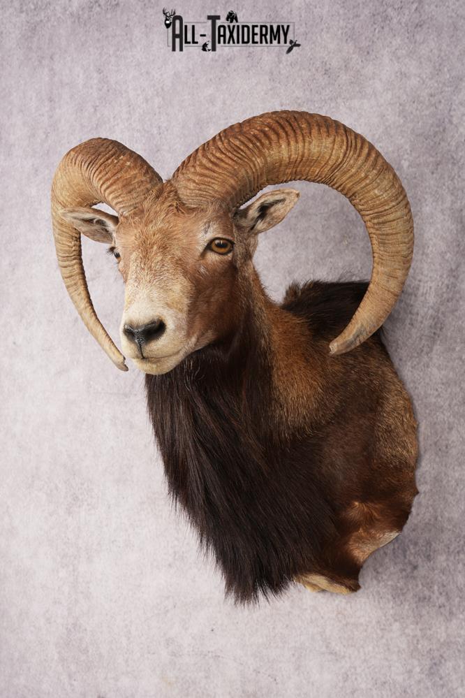 Mouflon Sheep SKU 3237 - Image 8