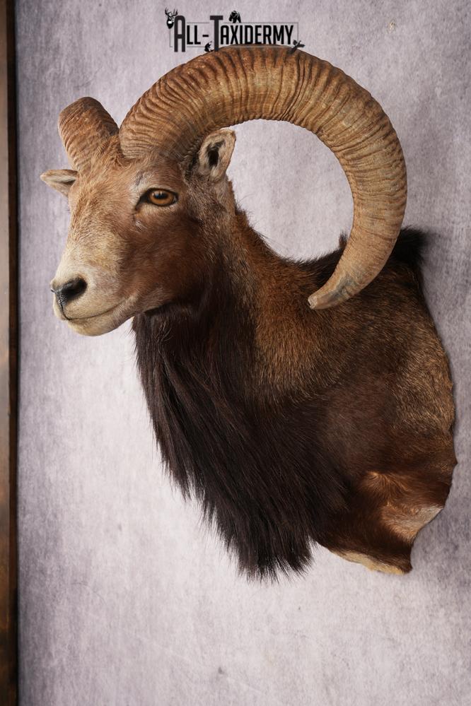 Mouflon Sheep SKU 3237 - Image 7