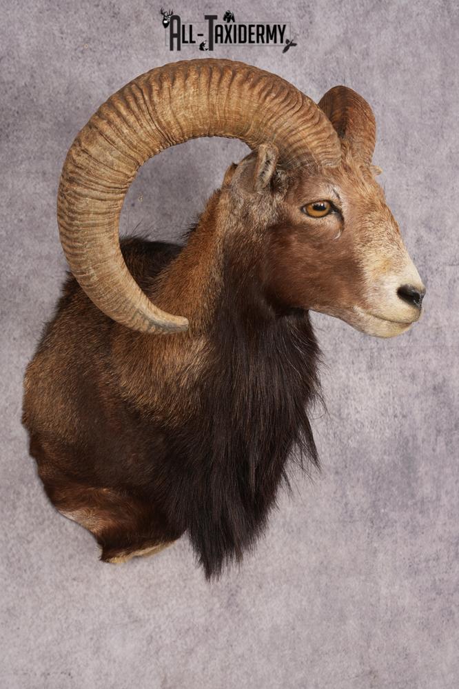 Mouflon Sheep SKU 3237 - Image 6