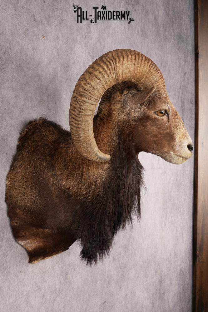 Mouflon Sheep SKU 3237 - Image 5