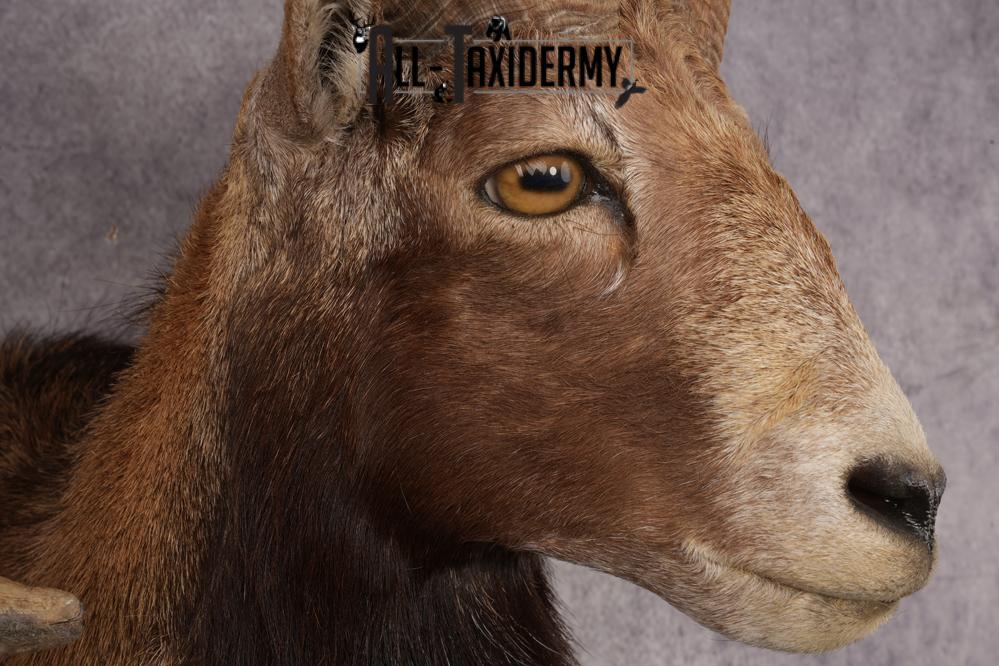 Mouflon Sheep SKU 3237 - Image 4