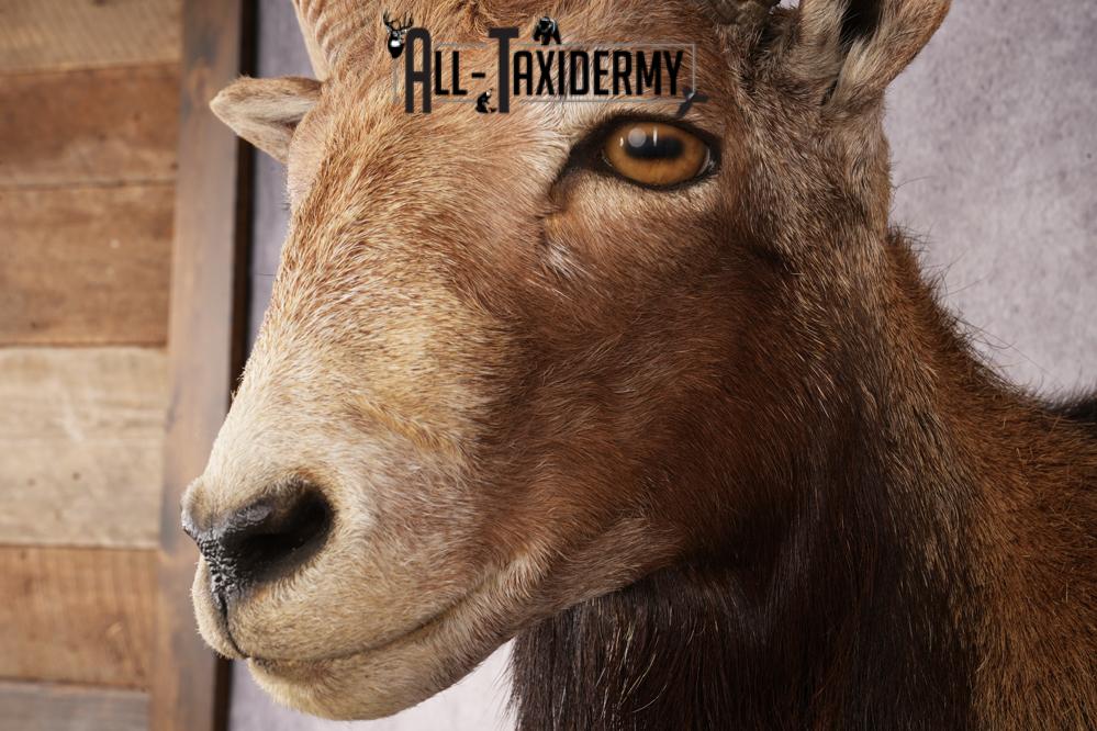 Mouflon Sheep SKU 3237 - Image 3