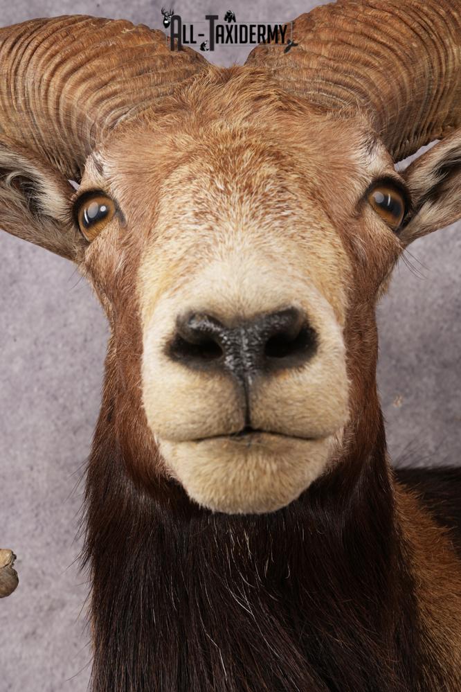 Mouflon Sheep SKU 3237 - Image 2