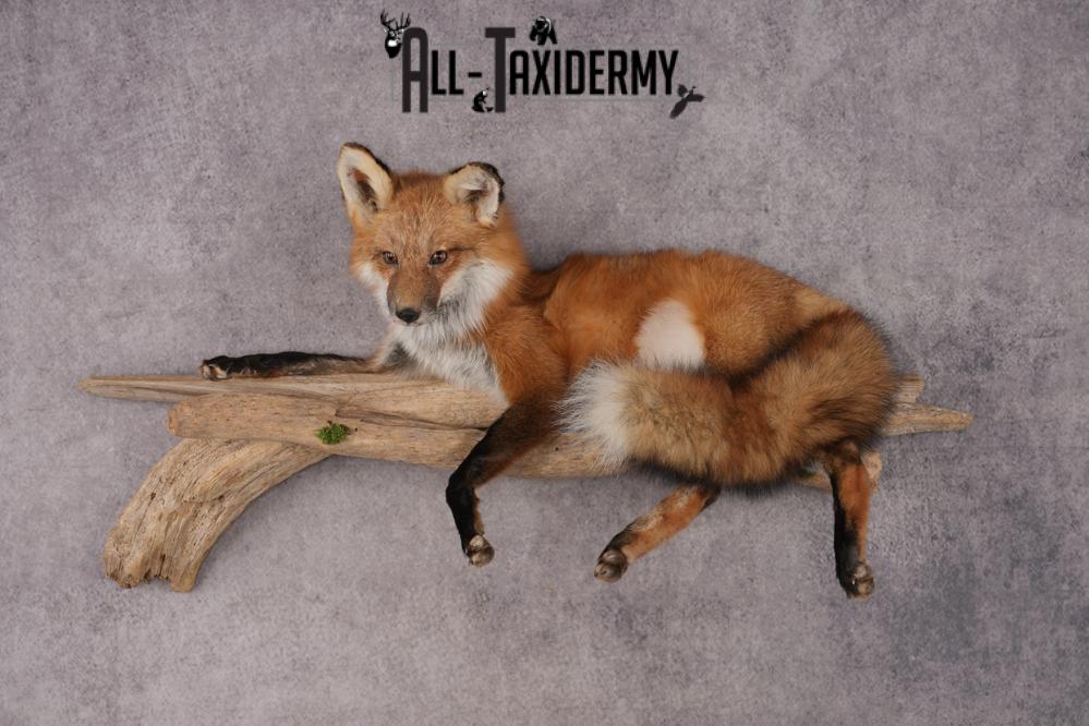 Red Fox SKU 3229 - Image 8