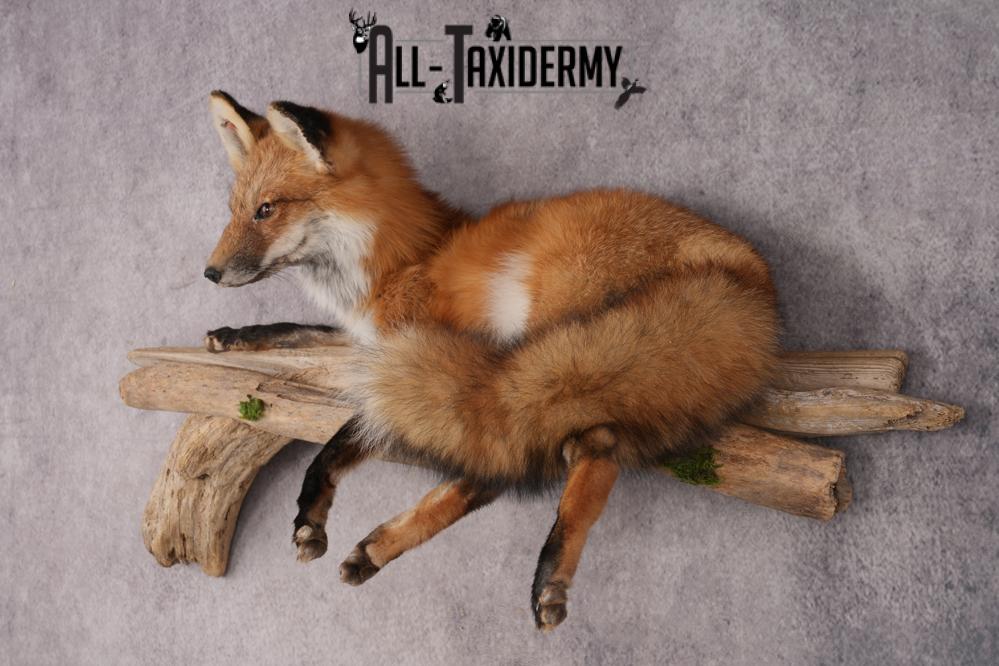 Red Fox SKU 3229 - Image 7