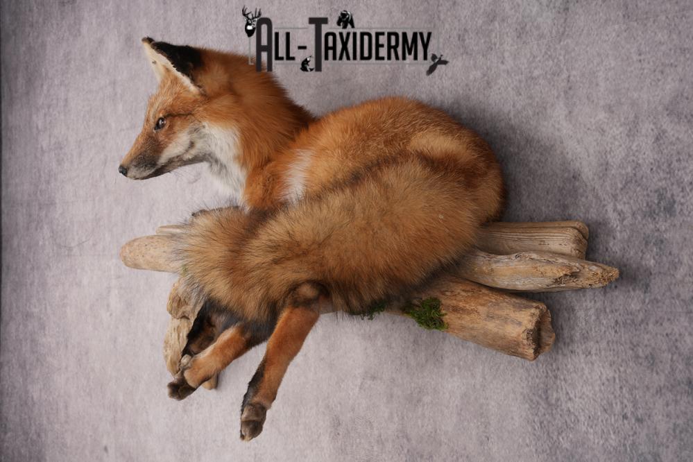 Red Fox SKU 3229 - Image 6