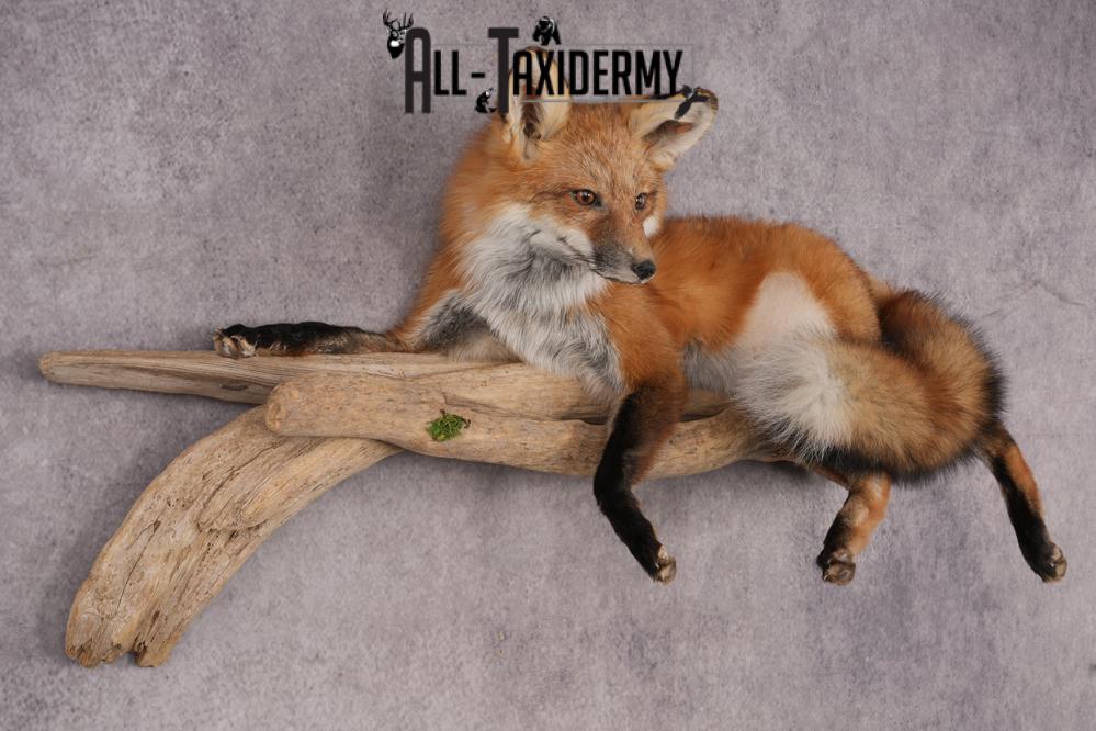 Red Fox SKU 3229 - Image 5