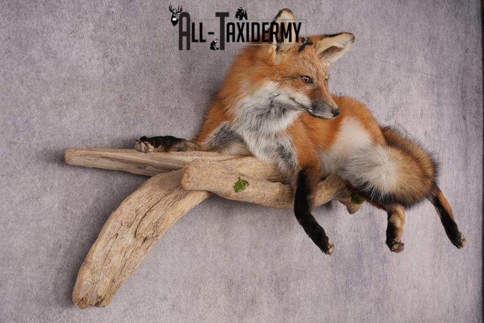 Red Fox SKU 3229 - Image 4