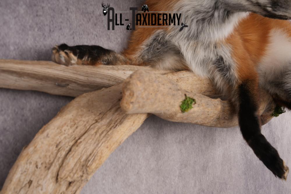 Red Fox SKU 3229 - Image 3