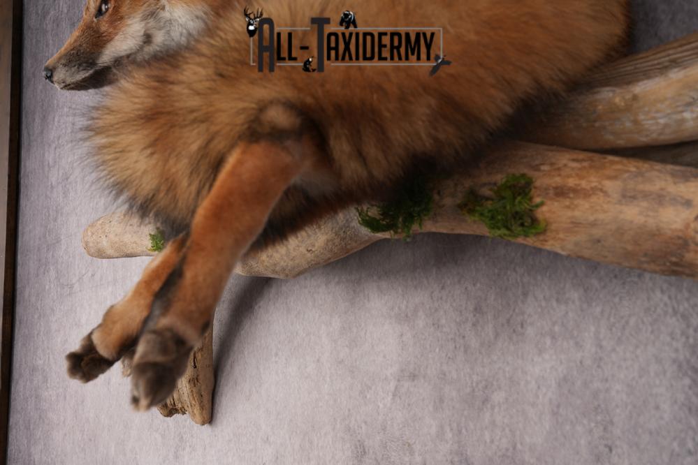 Red Fox SKU 3229 - Image 2