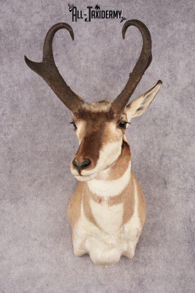Pronghorn Antelope SKU 3223