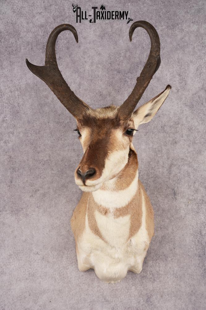 Pronghorn Antelope SKU 3223