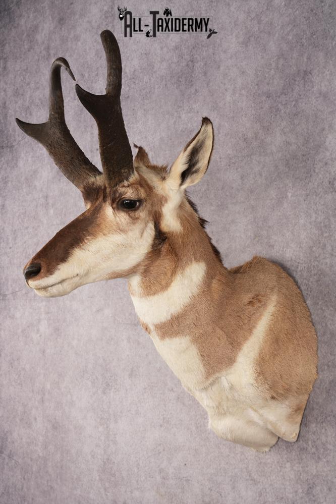 Pronghorn Antelope SKU 3223 - Image 8