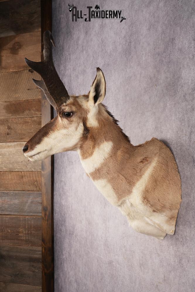 Pronghorn Antelope SKU 3223 - Image 7