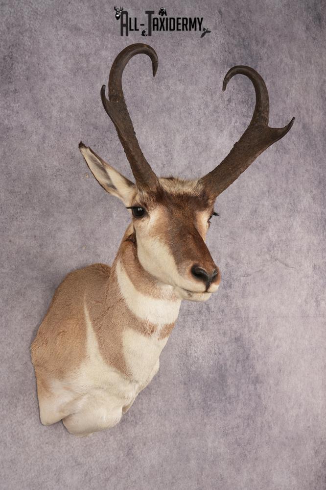 Pronghorn Antelope SKU 3223 - Image 6
