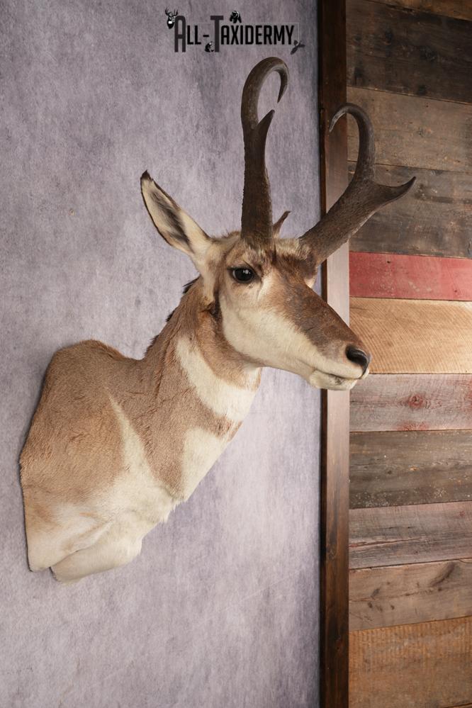 Pronghorn Antelope SKU 3223 - Image 5