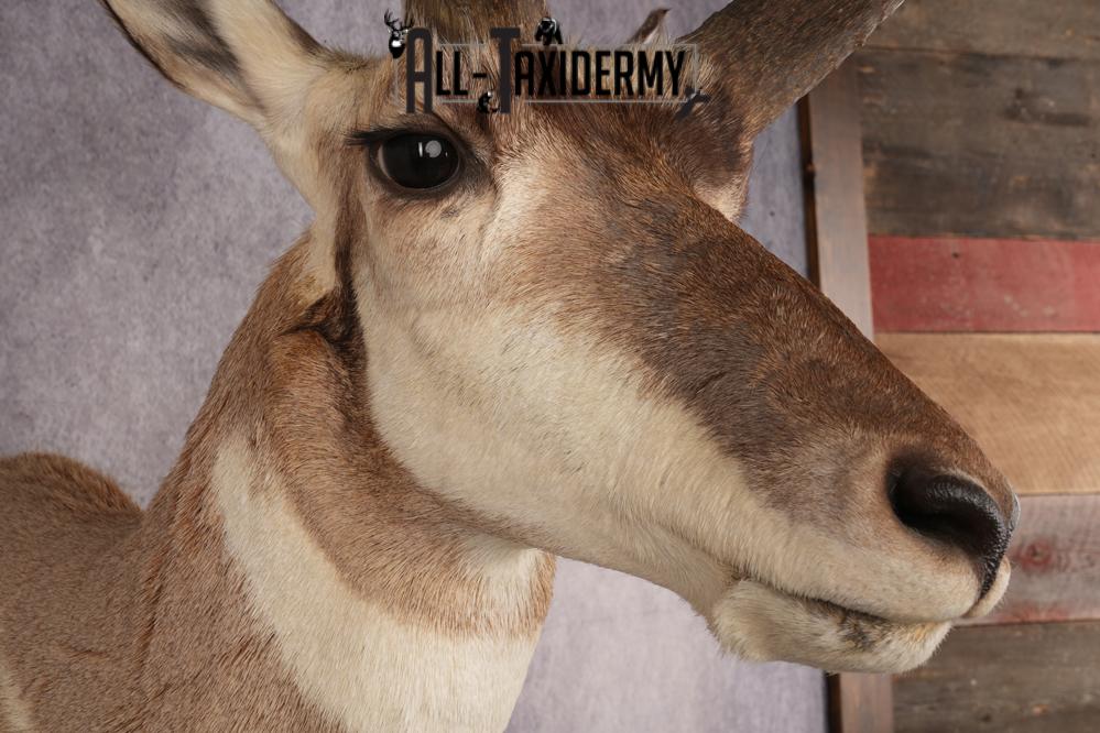 Pronghorn Antelope SKU 3223 - Image 4